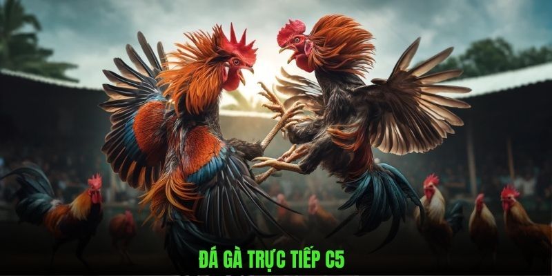 Đá gà trực tiếp C5