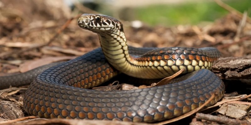 Mơ thấy rắn điềm gì có nghĩa bạn sẽ gặp may mắn