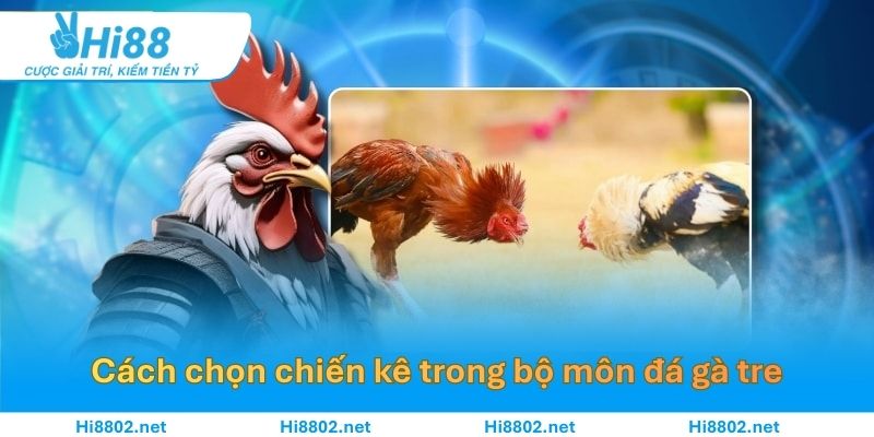 Những cách chọn chiến kê trong bộ môn đá gà tre