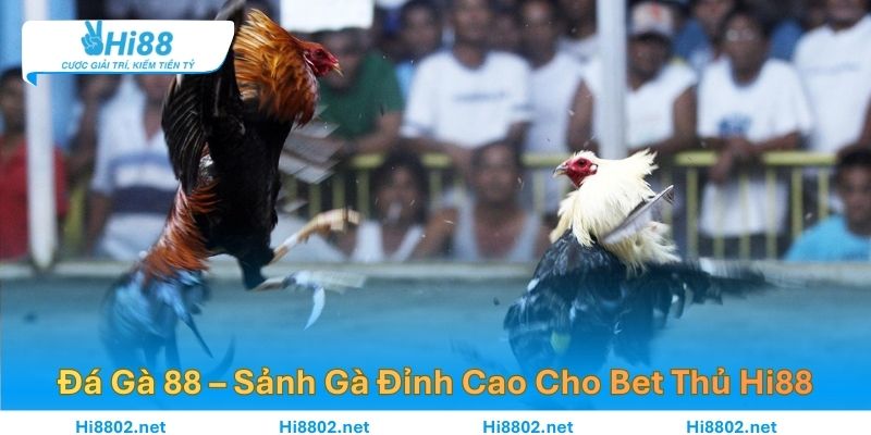 Đá Gà 88 – Sảnh Gà Đỉnh Cao Cho Bet Thủ Trên Hi88