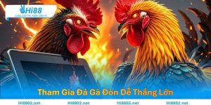 Tham Gia Đá Gà Đòn Dễ Thắng Lớn – Bí Quyết Từ Chuyên Gia