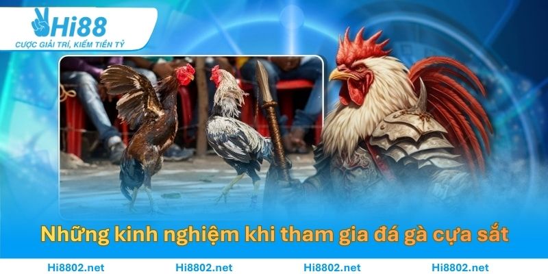 Những kinh nghiệm khi tham gia đá gà cựa sắt